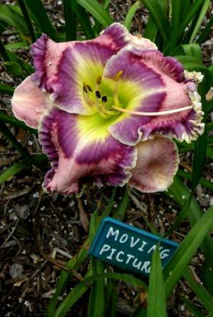 Moving Pictures (Pierce, 2012)